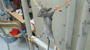 चूहे को टॉर्चर करने वाला वीडियो ही दिखाता है कितना गिर गए हैं हम...