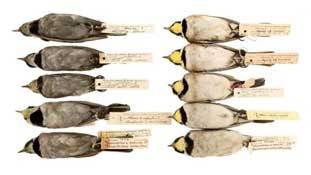 वजह : प्रदूषण के चलते अमेरिका में हुई पक्षियों की मौत से, क्यों सबक लेना चाहिए हम भारतियों को