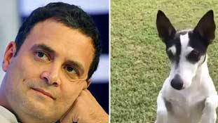 राहुल गांधी का Pidi : भारतीय राजनीति में कुत्तों का महत्‍व