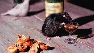 इंसानों से पहले चूहों की शराब छुड़वानी होगी मोदी जी...