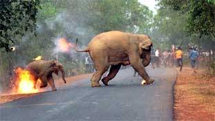 इस हथिनी और उसके झुलसते बच्चे के दोषी हम इंसान ही हैं