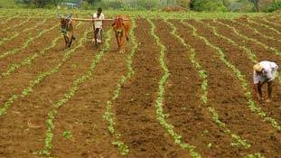 गुजरात में कर्ज से डूबे किसानों की आत्महत्या का है भयानक आंकड़ा