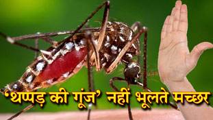 Facts: मच्छर को हमेशा याद रहती है 'थप्पड़ की गूंज'
