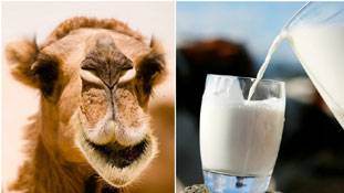 क्या वाकई ऊंटनी का दूध पीने से लंबे हो रहे हैं लोग? जवाब यहां है...