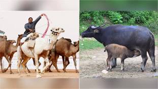 सऊदी में ऊंटों को Botox लगाया तो हमारे यहां भैंसों को hair dye!