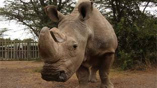 दुनिया के आखिरी सफेद गैंडे की मौत भारत के लिए भी खतरे की घंटी है