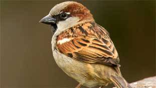 World Sparrow Day : क्या तुम दोबारा मेरे जीवन में आ सकती हो