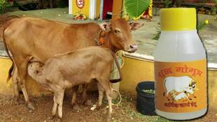 ऑनलाइन से लेकर ऑफलाइन तक बिक रहा गौमूत्र, जो चाहे ले लीजिए