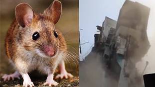 चूहों को तीन मंजिला इमारत गिराते तो सबने देखा...