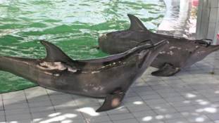 डॉल्फिन के दांत वाली खबर सही है तो बाली कभी मत जाइए