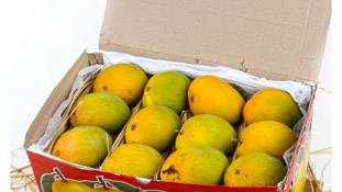 फलों का राजा आम है तो आमों का राजा अलफांसो