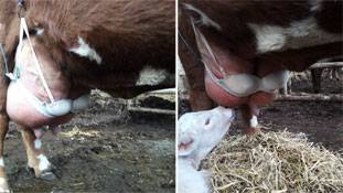 गाय अगर महिला के कपड़े पहनेगी तो हंगामा तो होगा ही !