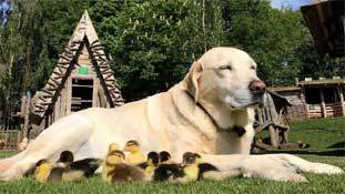 एक कुत्ता भी बतख के बच्चों का पिता हो सकता है !