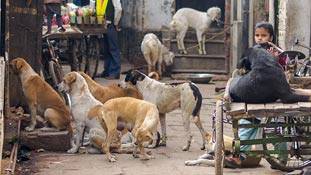 कुत्ते भी शिकारी होते हैं, ये सच जानना बहुत जरुरी है
