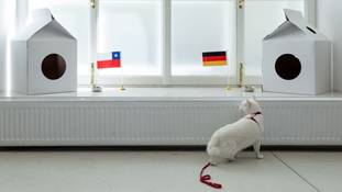 FIFA World Cup 2018: बिल्ली बताएगी कौन जीतेगा, आखिर जानवरों के अनुमान पर क्यों भरोसा करते हैं इंसान?