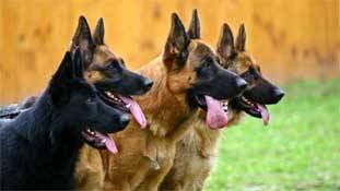 वाह रे कामचोरी!  शहर का विकास छोड़कर कुत्तों के पीछे पड़ गया BBMP!