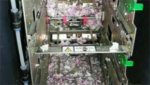 चूहों ने 12 लाख का चूना लगा दिया चूहों ने 12 लाख का चूना लगा दिया