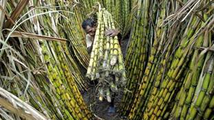 गन्ने सा पिसता किसान