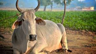 4,120 गाय खतरे में पड़ीं तो कहां छुप गए गौरक्षक?