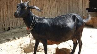 उन 8 लोगों ने साबित कर दिया पृथ्वी का सबसे घिनौना जीव मनुष्य ही है