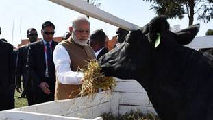 पीएम मोदी रवांडा 200 गाएं लेकर क्यों गए इसकी सच्चाई यहां है