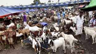 बकरीद के बहाने बकरी के बाजार की बात हो जाए...