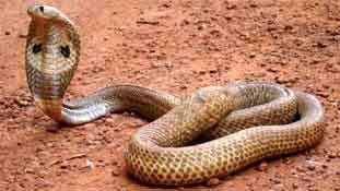 कोई सरकार 'सर्प शांति यज्ञ' कराए, क्‍या कहेंगे ?