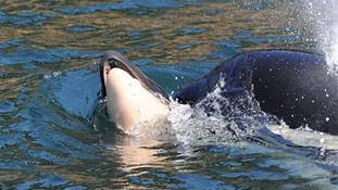 17 दिन से मृत बच्चे को लिए घूम रही एक 'मां'