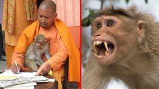 बंदरों से बचने के लिए हनुमान चालीसा पढ़ने का 'ज्ञान' अपनी नाकामी छुपाने जैसा है !