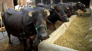 'मॉब लिंचिंग' की शिकार भैंस बोली होगी- 'अगले जनम मोहे गइया ही कीजो' !