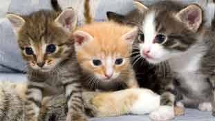 तो इसलिए इंग्लैंड से लेकर अमेरिका तक, पूरे इंटरनेट पर बिल्लियां बनी 'Talk Of Town'