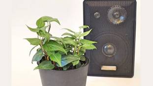 'संगीत से फसल अच्छी होती है', इसे हंसी में उड़ाने से पहले बात को समझने की जरूरत है