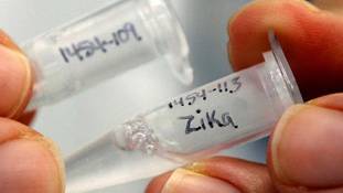 फिर से एक बड़ा खतरा बनकर उभरा है इस धरती का बेहद छोटा जीव