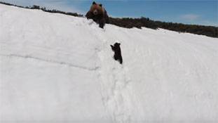 भालू वाले वीडियो के पीछे की भयानक सच्चाई प्रेरणा नहीं देती है