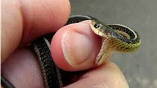 इसे सांप का बदला ही समझ लीजिए, जो उसने रेपिस्ट से लिया...