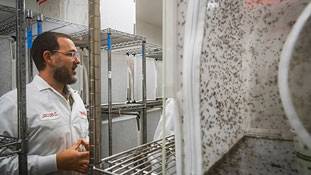 गूगल का नया प्रोग्राम: मच्छर मुक्त दुनिया बनाने का सपना