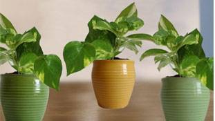 मच्छर-प्रदूषण से परेशान हर घर में होने चाहिए ये पौधे