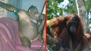 एक वनमानुष को 'वैश्या' बनाने वाले अमानुषों से मिलिए...