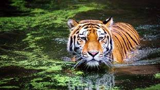 जंगल में जानवरों की सबसे बड़ी दोस्‍त बन गई टेक्नोलॉजी