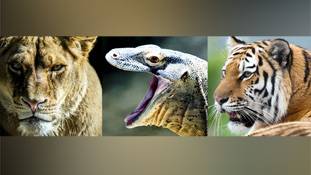 जानवर जंगल में हो या फिर पिंजरे में, उसे 'अंगुली' बिल्कुल पसंद नहीं होती!