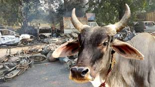 गौ अवशेष बर्दाश्त नहीं तो मृतक गाय का क्रिया-कर्म किया करो!