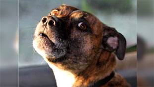 इस 'सिंबा' की कहानी दिल दहलाने वाली है