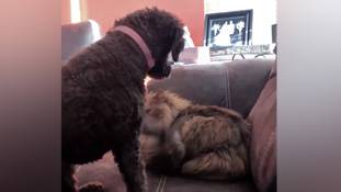 वीडियो लाख क्यूट हो मगर एक कुत्ता- बिल्ली कभी दोस्त नहीं हो सकते...