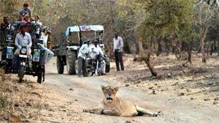गिर के शेरों को इंसानों का मजाक पसंद नहीं आया