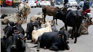 सांड की हत्‍या पर भी गाय वाला गुस्‍सा!