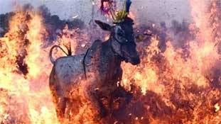 गाय की ये 'अग्निपरीक्षा' गौरक्षकों को क्यों नहीं दिखती?