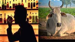 यूपी में शराबियों के भरोसे गायों का 'आसरा'! यूपी में शराबियों के भरोसे गायों का 'आसरा'!