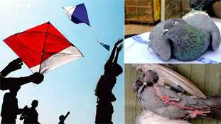 मकर संक्रांति पर पतंगबाजी का मजा किसी की सजा न बन जाए