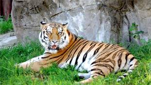 'मुस्‍तफा विवाद' में नाना पाटेकर के बाद फंसा नरभक्षी बाघ