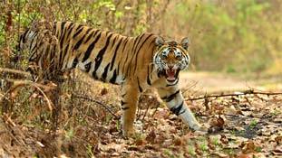 हाय रे एमपी, अब तो जंगलों तक में आ गया है 'जंगलराज'!